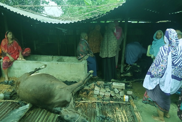 নাচোলে মশার কয়েলের আগুনে পুড়ে মরলো কৃষকের ৫ গবাদিপশু 