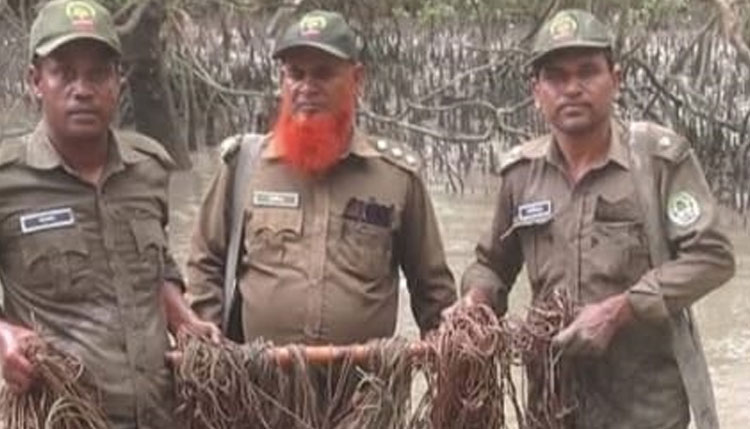 সুন্দরবনে বন বিভাগের শ্বাসরুদ্ধকর অভিযান: হরিণ শিকারের ফাঁদ জব্দ