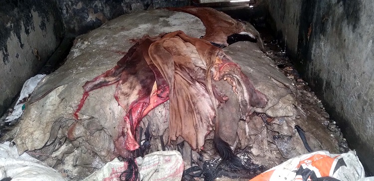 মধুখালীতে লবণ সংকটে বিপাকে চামড়া ব্যবসায়ীরা