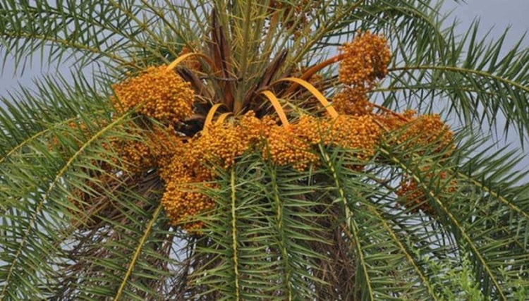 গ্রাম-বাংলা থেকে হারিয়ে যাচ্ছে দেশীয় খেজুর