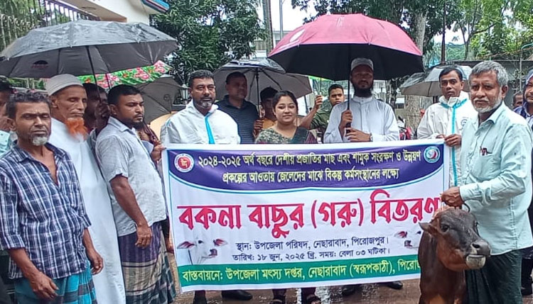 নেছারাবাদে জেলেদের মাঝে বকনা বাছুর বিতরণ