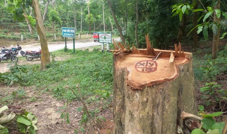 চুনারুঘাটের সাতছড়ি বন থেকে মূল্যবান সেগুন গাছ চুরি