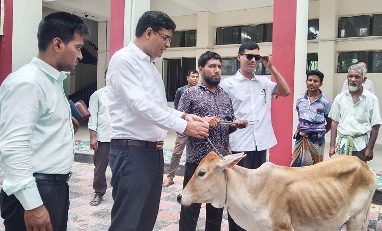 ২৩ বছর কারাভোগ করা মাজেতকে গরু দিলেন পঞ্চগড়ের ডিসি