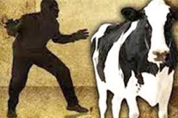 কালিয়াকৈরে তালা ভেঙ্গে তিন গরু চুরি