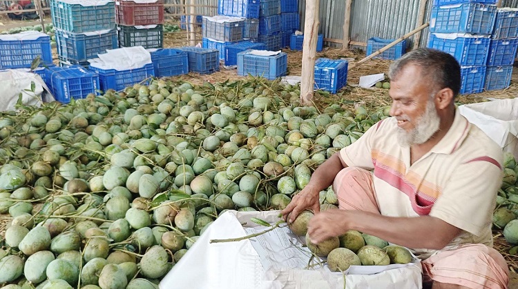পোরশায় আম উৎপাদনে লক্ষমাত্রা ১ লক্ষ ৪৫ হাজার মেট্রিকটন