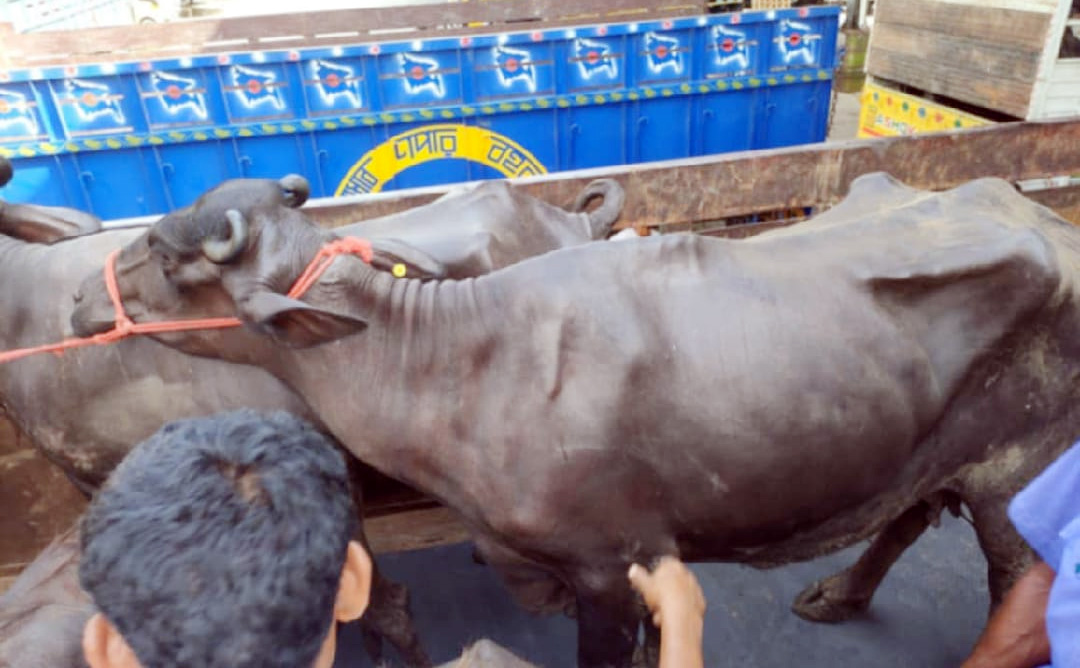 হরিয়ানা থেকে গবেষণার জন্য আনা হয়েছে ৯৫ মহিষ 