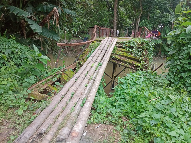 গৌরনদীতে ভাঙা সেতুর ওপর সুপারি গাছ, ঝুঁকি নিয়ে পারাপার