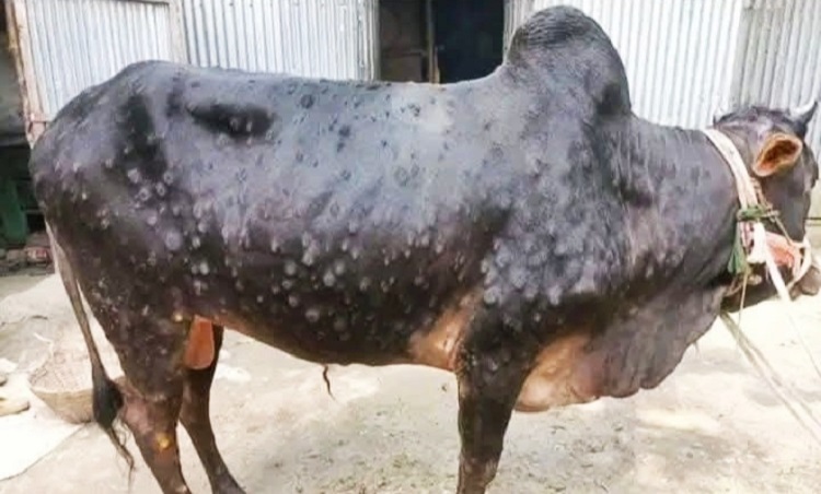ডোমারে গবাদি পশুর ল্যাম্পি স্কিন রোগের প্রাদুর্ভাব
