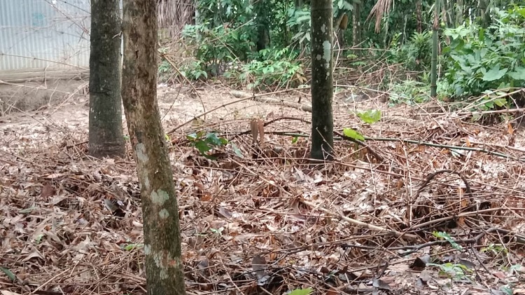 কেন্দুয়ায় জমি সংক্রান্ত জেরে হামলা
