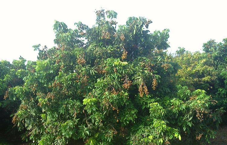 পাইকগাছায় আঁশফলের ফলন আশানুরূপ