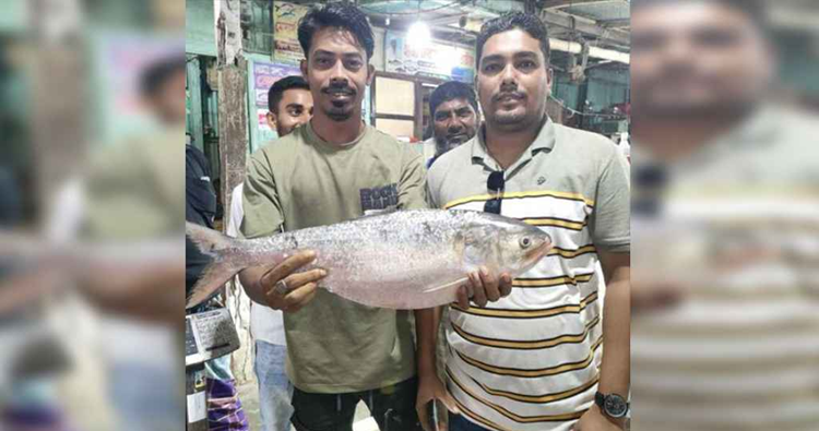 এক ইলিশ ১৩ হাজারে বিক্রি
