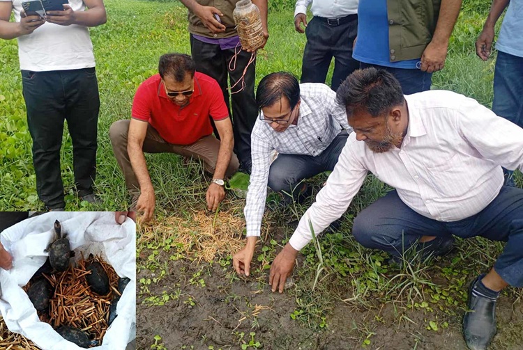 ভেড়ামারায় ৬৭টি কড়িকাইট্টা কচ্ছপ উদ্ধার  