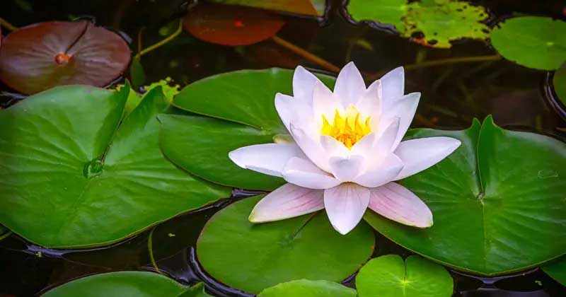 শাপলায় আগ্রহ এনসিপি'র, কেন এত বিতর্ক-টানাটানি
