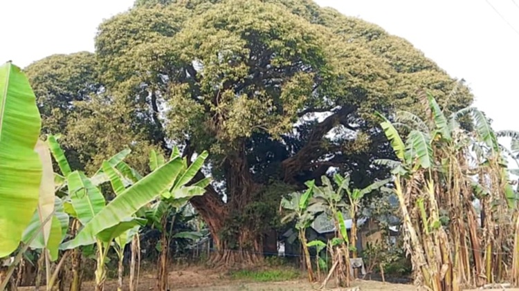 চারশত বছর ধরে দাঁড়িয়ে আছে বিরল প্রজাতির এক গাছ