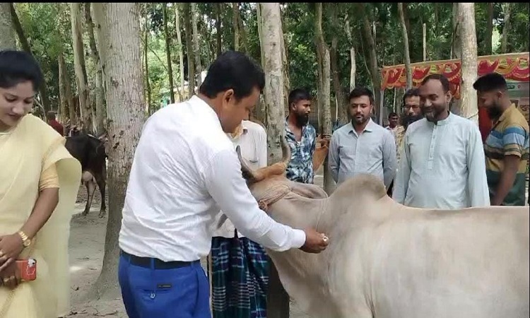 চৌহালীতে গবাদিপশুর ক্ষুরা রোগের টিকা কার্যক্রম উদ্বোধন