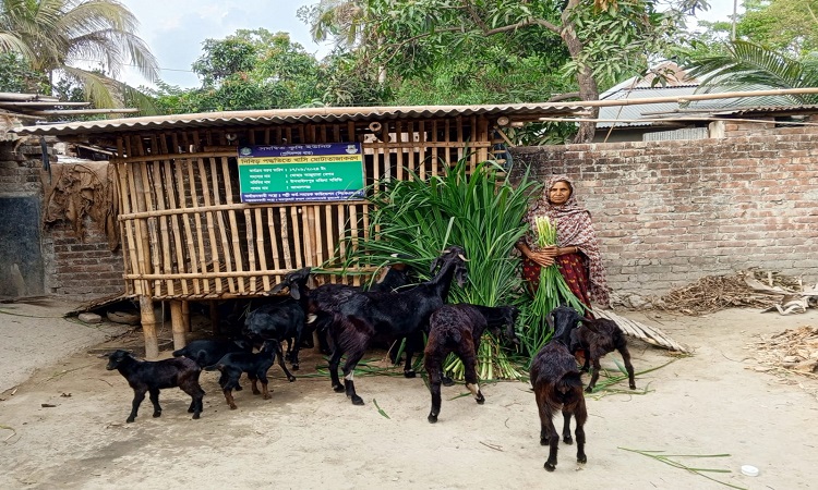 মাচায় ছাগল আর ঘরে স্বপ্ন, নিচে সম্ভাবনা