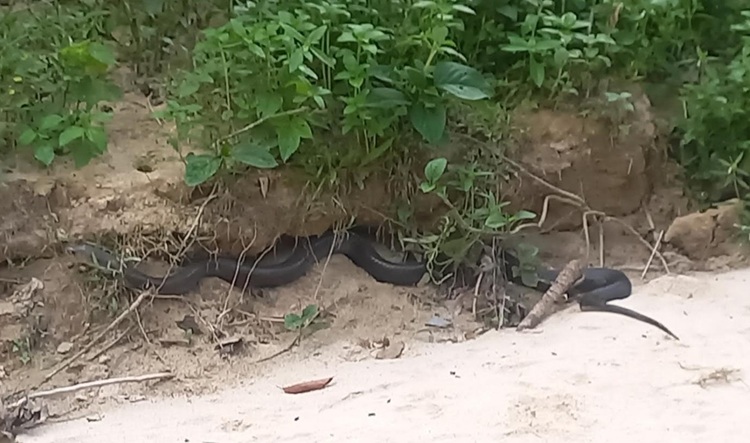 সাতছড়িতে কিং কোবরা অবমুক্ত