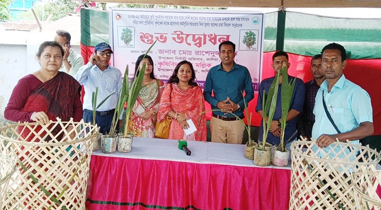 কালিয়ায় ফলদ ও বনজ চারা বিতরণ
