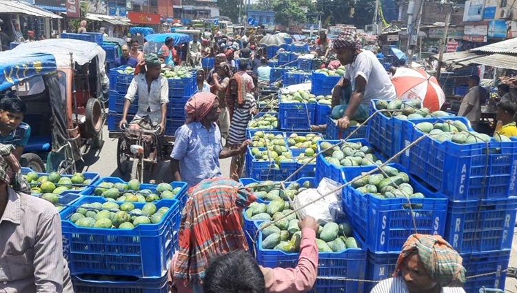 পুঠিয়ায় ৫২ কেজিতে মণ: ঠকছেন আম চাষিরা