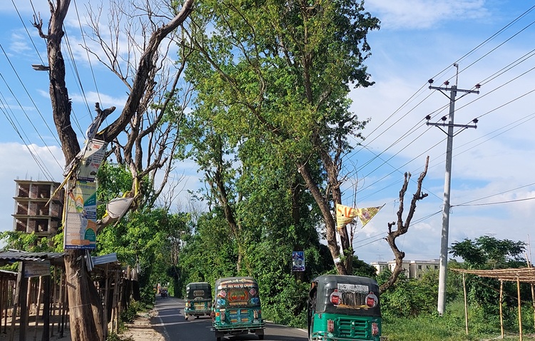 তিতাসে গৌরীপুর-হোমনা সড়কের মরা গাছ এখন মরণ ফাঁদ