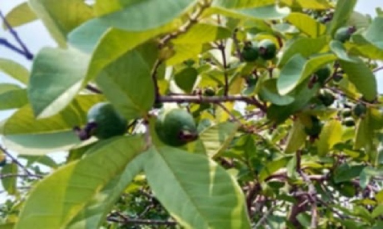 তাপদাহ থাকায় ঝালকাঠিতে পেয়ারার ফলন কম