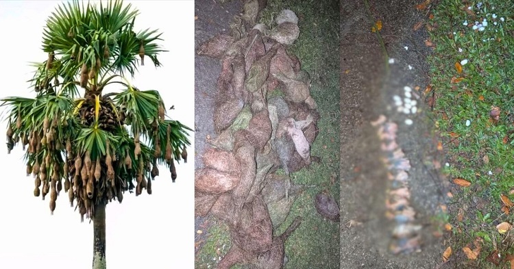 বাবুই ছানাগুলোর কান্না শুনল না কেউ!