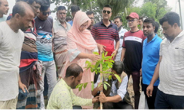 আদমদীঘির রক্তদহ বিল পাড়ে ৮ হাজার চারা রোপণ