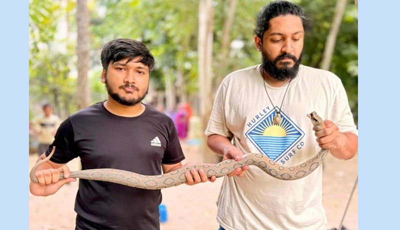 ঢাকায় ‘রাসেলস ভাইপার’  
