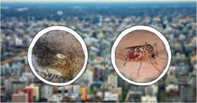 বাসাবাড়িতে এডিস মশার লার্ভা পাওয়া গেলে কারাদণ্ড-জরিমানা