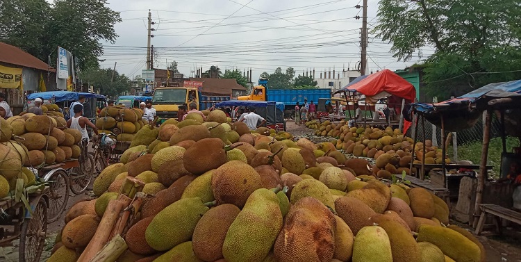 সখীপুরে সপ্তাহে অর্ধ কোটি টাকার কাঁঠাল বিক্রি 