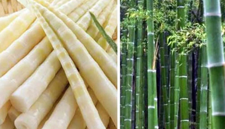 সুস্বাদু পাহাড়ি খাবার বাঁশ কোড়ল