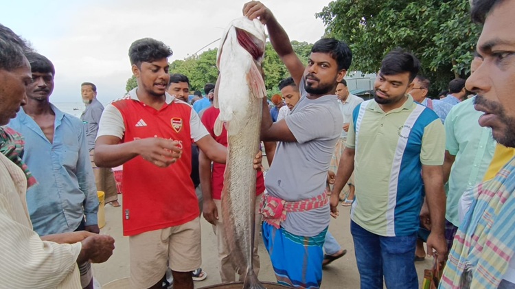  হরিরামপুরে জেলের জালে ধরা পড়ল বোয়াল