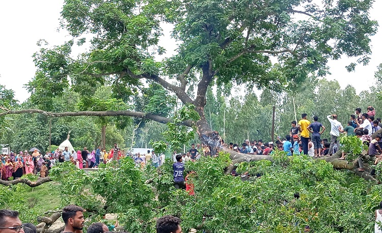 চিলমারীতে জীবন্ত গাছে আগুন, ভুতুড়ে কাণ্ড ভেবে জনতার ভিড়