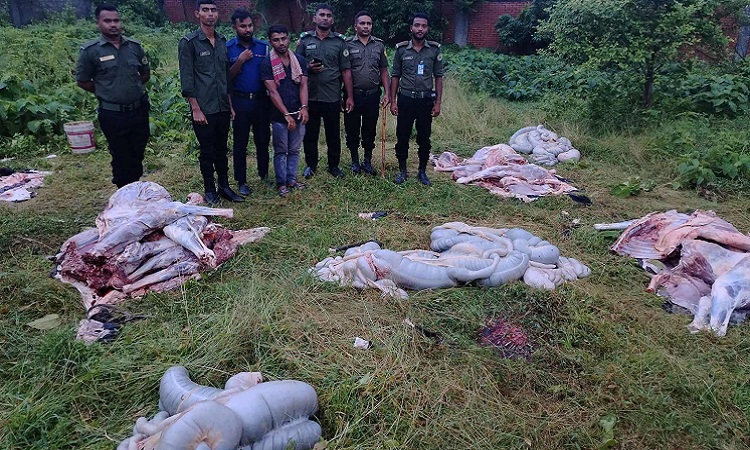 রূপগঞ্জে ঘোড়ার মাংস বিক্রির সময় আটক ১