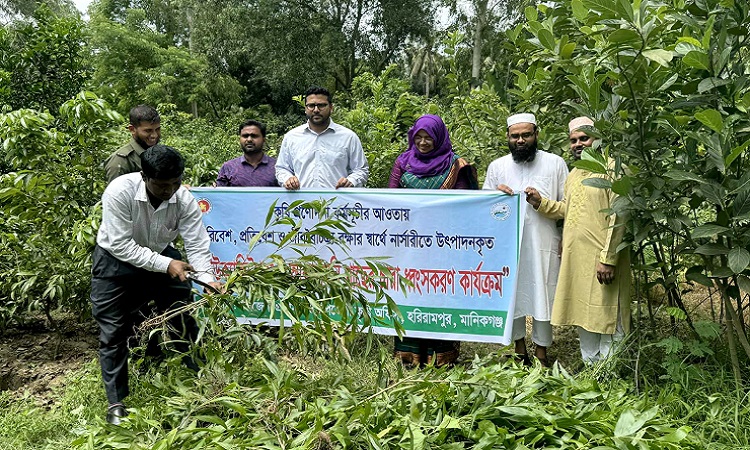 পরিবেশ বিধ্বংসী ইউক্যালিপটাস গাছের চারা ধ্বংস