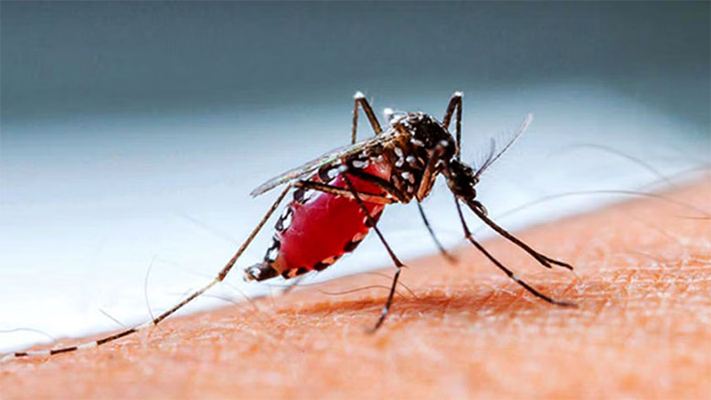 ডেঙ্গুতে আরও একজনের মৃত্যু, হাসপাতালে ৪১৬