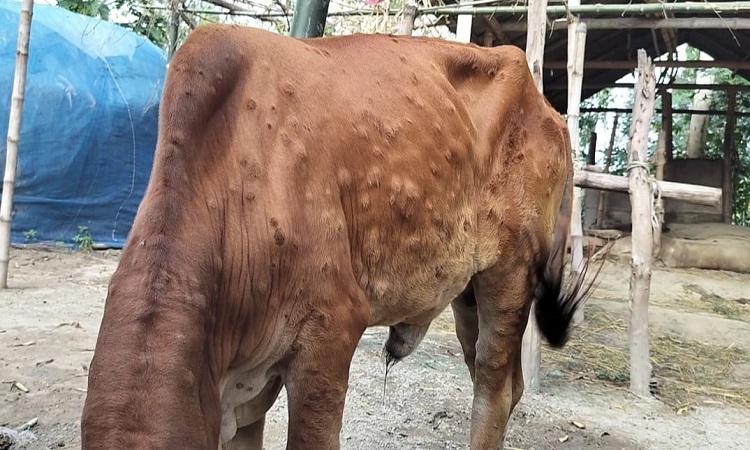 কাজিপুরের চরাঞ্চলে গরুর লাম্পি স্কিন ভাইরাসের ভয়াবহ সংক্রমণ