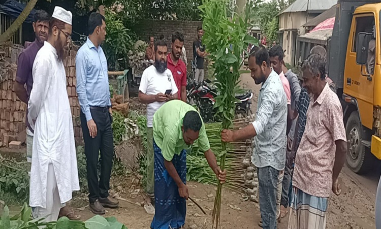 ঘোড়াঘাটে ইউক্যালিপটাস ও আকাশমনি গাছ ধ্বংস