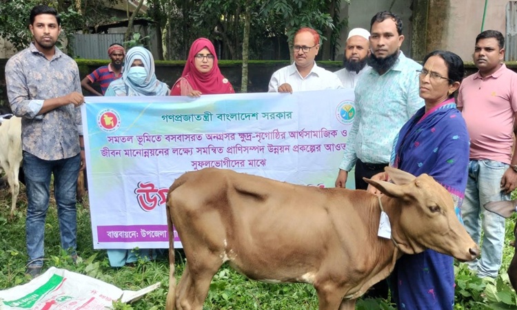 সারিয়াকান্দিতে সমতল ভুমিতে বসবাসরত অনগ্রসর ক্ষুদ্র নৃ-গোষ্ঠীর মাঝে বকনা বিতরণ