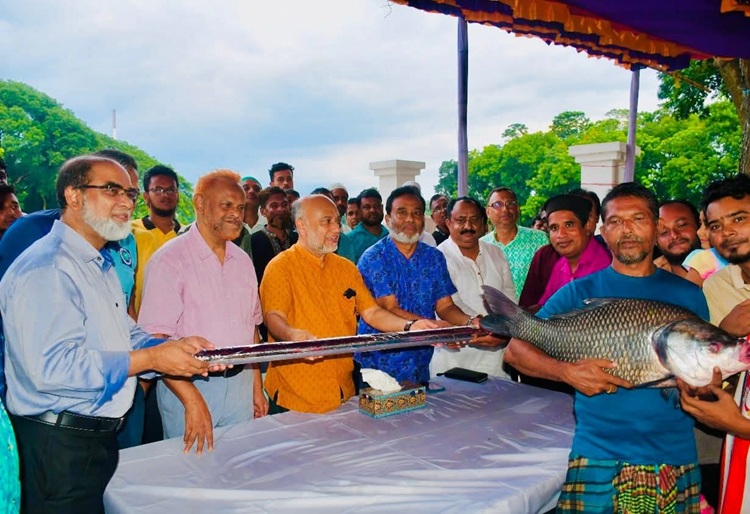 বাকৃবির ঈশা খাঁ লেকে মৎস্য শিকার উৎসব