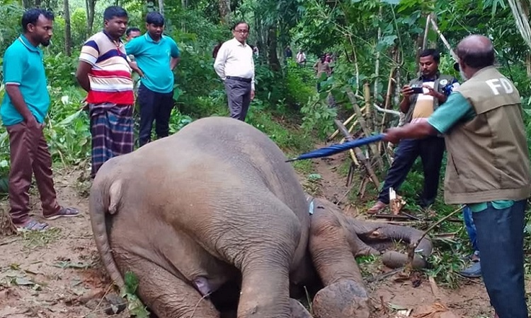 নালিতাবাড়ীতে বিদ্যুতের তারে জড়িয়ে বন্য হাতির মৃত্যু