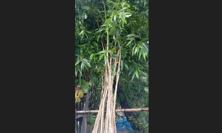 শ্যামনগরে হাট-বাজারে নিষিদ্ধ ইউক্যালিপটাস ও আকাশমণি চারা বিক্রি