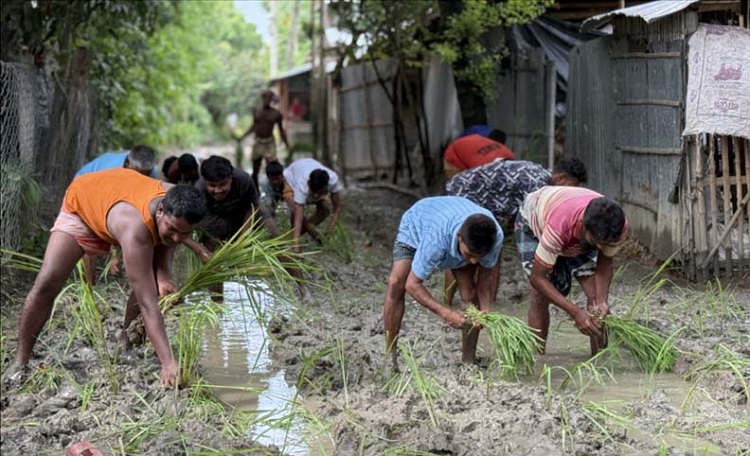 ৫০ বছরেও পাকা হয়নি সড়ক, প্রতিবাদে কাদা রাস্তায় ধান রোপণ!