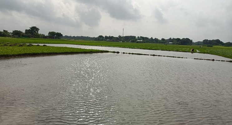 টানা বৃষ্টিতে ঈশ্বরদীতে তলিয়ে গেছে আমনের চারার চাতাল