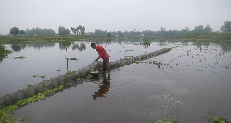 ঘাটাইলে চায়না জাল দিয়ে অবাধে চলছে মাছ শিকার!
