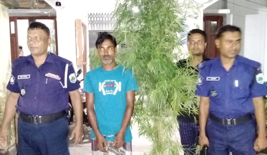 সবজি বাগানে গাঁজার চাষ, যুবক গ্রেপ্তার