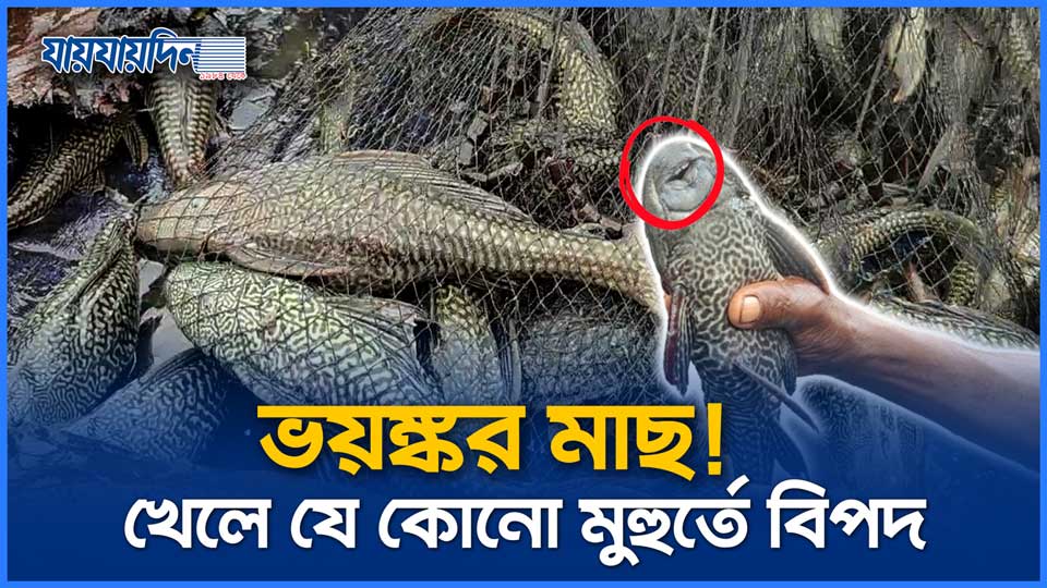 ভয়ঙ্কর মাছ! খেলে হতে পারে যে কোনো মুহুর্তে বিপদ
