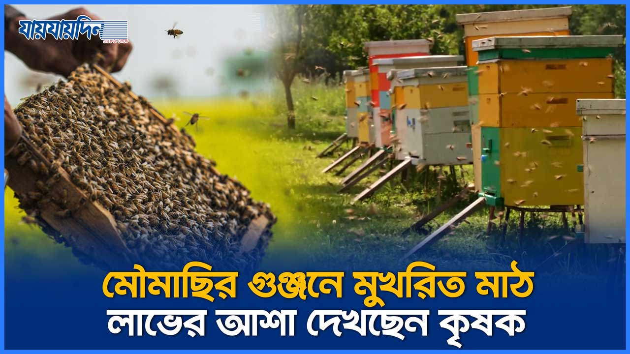 মৌমাছির গুঞ্জনে মুখরিত মাঠ, স্বপ্নে বিভোর কৃষক