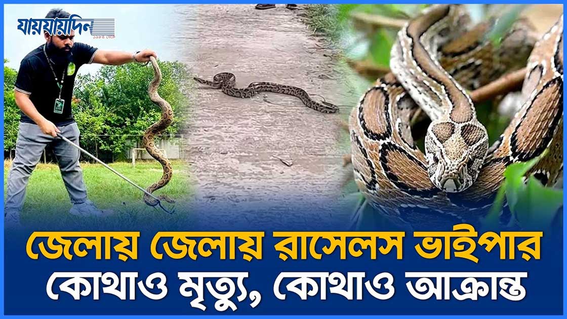 মাটি খুঁড়লেই বেড়িয়ে আসছে রাসেলস ভাইপার