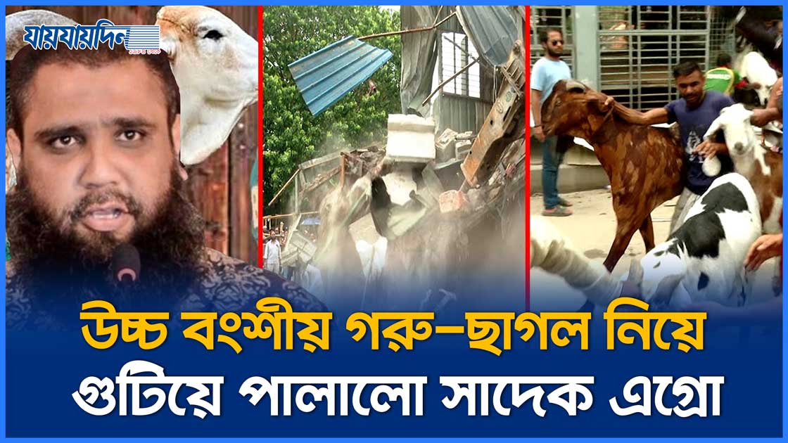 উচ্চ বংশীয় গরু-ছাগল নিয়ে পালালো সাদেক এগ্রো